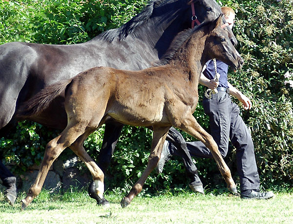 Trakehner Rapphengstfohlen von Exclusiv u.d. Elitestute Sacre Noir v. Kostolany, Zchter Bernhard Langels - Foto: Beate Langels Gestt Hmelschenburg