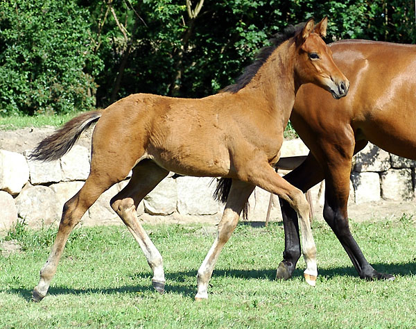 Trakehner Hengstfohlen von Exclusiv u.d. Schwalbenfee v. Freudenfest u.d. Pr.St. Schwalbenlust v. Enrico Caruso, Zchter Marion Delliehausen - Foto: Beate Langels Gestt Hmelschenburg