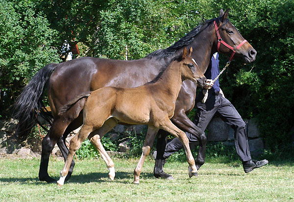 Trakehner Rapphengstfohlen von Exclusiv u.d. PrSt. Nakada v. Tambour, Zchterin Elke Zaoui - Foto: Beate Langels Gestt Hmelschenburg