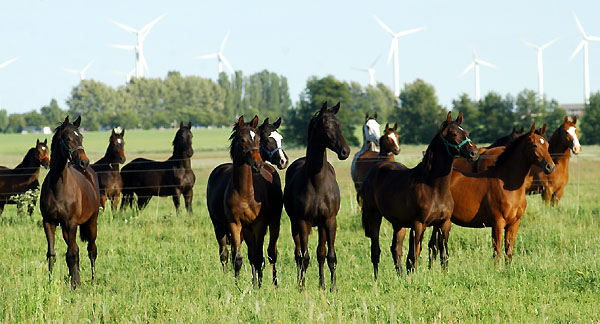 Jhrlingsstuten li. Exlusiv x Sacre Noir, Mitte: Schwalbennacht, Exclusiv x Kaiserzeit, rechts Beresina v. Summertime - im Gestt Schplitz am 23. Mai 2009 - Foto: Beate Langels Gestt Hmelschenburg