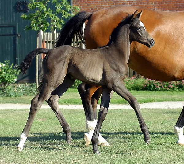 Trakehner Stutfohlen von Shavalou u.d. Prmienstute Grazia Patricia v. Alter Fritz - Foto: Beate Langels Gestt Hmelschenburg