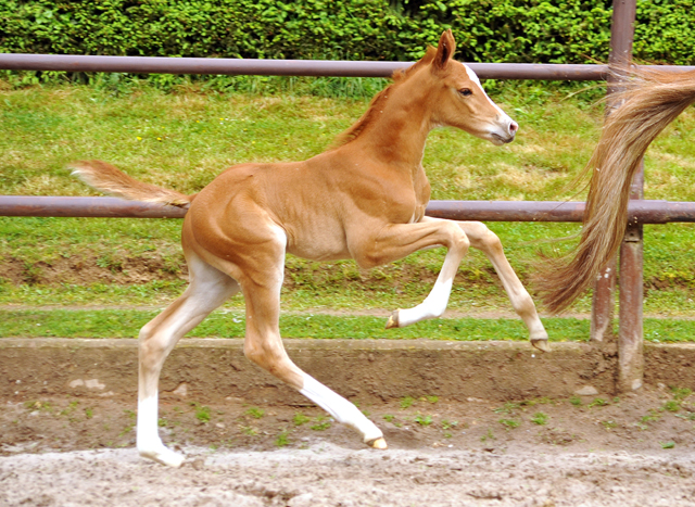 7 Tage alt: Trakehner Hengstfohlen von High Motion x Buddenbrock - Foto: Beate Langels