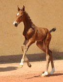 Hengstfohlen von Saint Cyr x Red Patrick xx