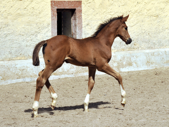 Stutfohlen von Saint Cyr u.d. Pr.St. Tavolara v. Exclusiv - Trakehner Gestt Hmelschenburg Beate Langels