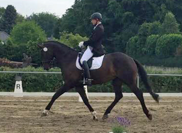 Trakehner SAM`s SON von Saint Cyr u.d. Samsara v. Hyllos, Foto: Astrid Mller, Kamberger Hof