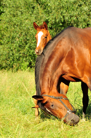 Stutfohlen von High Motion u.d. Pr.St. Karida v. Oliver Twist - Foto: Beate Langels - Trakehner Gestt Hmelschenburg