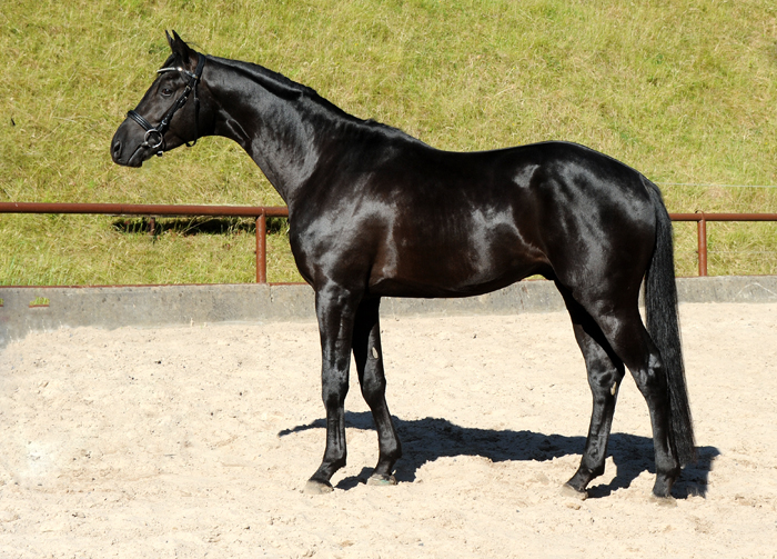 Trakehner Hengst Ezekiel von Bourani x Kentucky - Gestt Hmelschenburg Beate Langels