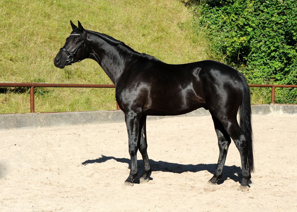 Trakehner Hengst Ezekiel von Bourani x Kentucky - Gestt Hmelschenburg Beate Langels