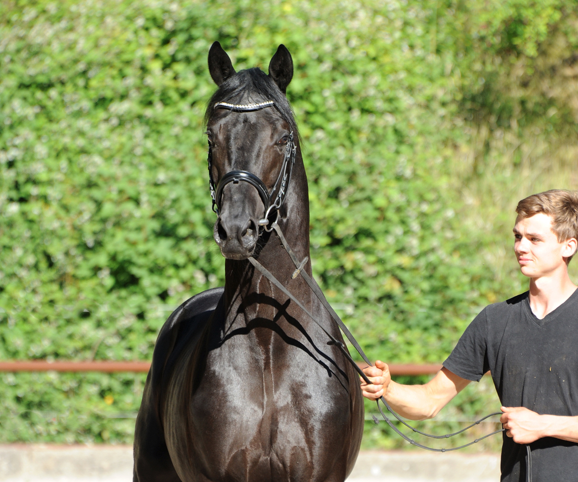 Trakehner Hengst Ezekiel von Bourani x Kentucky - Gestt Hmelschenburg Beate Langels