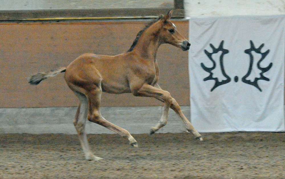 Hengstfohlen von Integer u.d. StPr. u. Pr.St. Klassiv Motion v. High Motion - Foto Beate Langels - Gestt Hmelschenburg