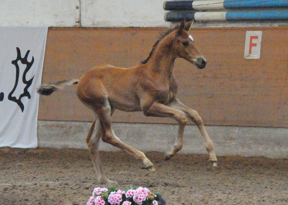 Hengstfohlen von Integer u.d. StPr. u. Pr.St. Klassiv Motion v. High Motion - Foto Beate Langels - Gestt Hmelschenburg