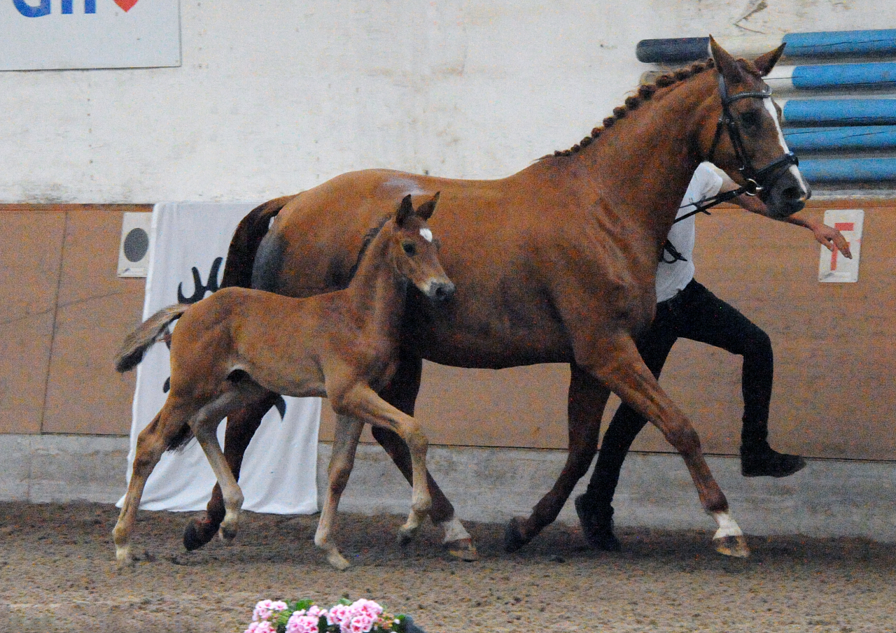 Hengstfohlen von Integer u.d. StPr. u. Pr.St. Klassiv Motion v. High Motion - Foto Beate Langels - Gestt Hmelschenburg