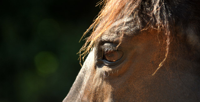 Elitestute Schwalbenspiel  - Trakehner Gestt Hmelschenburg