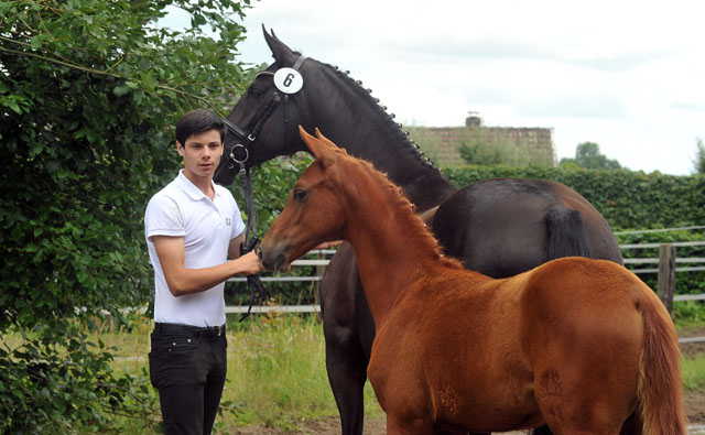 Stutfohlen von Symont u.d. Pr.u.StPrSt. Vittoria v. Exclusiv - Trakehner Gestt Hmelschenburg - Foto: Beate Langels - Trakehner Gestt Hmelschenburg