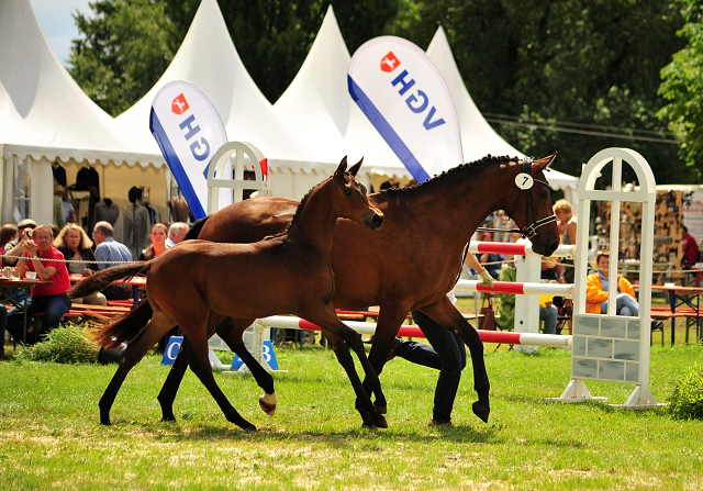 Hengstfohlen von High Motion u.d. Pr.u.StPrSt. Konora v. Hofrat - Foto: Beate Langels