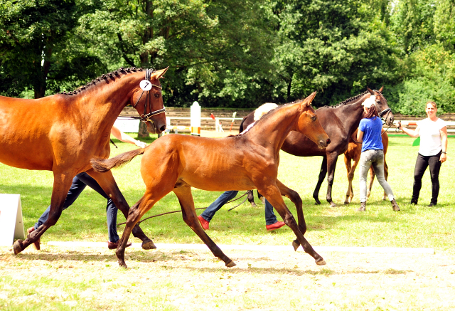 Hengstfohlen von High Motion u.d. Pr.u.StPrSt. Konora v. Hofrat - Foto: Beate Langels