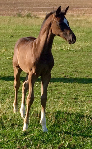 3 Wochen alt: Stutfohlen MA CYR von Saint Cyr u.d. Ma Baronesse v. C'est Bon - Foto: Willi Feltes - Gestt Hmelschenburg