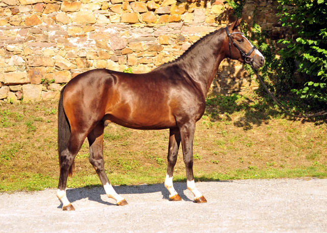 2jhriger Hengst von High Motion u.d. Vittoria v. Exclusiv - im August 2019 - Trakehner Gestt Hmelschenburg - 
Foto: Beate Langels