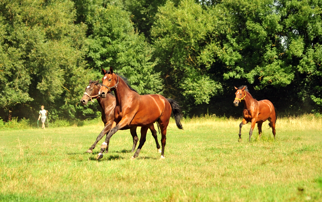 Schwalbenland - Trakehner Gestt Hmelschenburg - Beate Langels