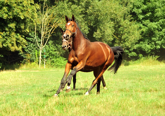 Schwalbenland - Trakehner Gestt Hmelschenburg - Beate Langels