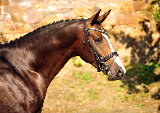 2jhriger Hengst von High Motion u.d. Vittoria v. Exclusiv - im August 2019 - Trakehner Gestt Hmelschenburg - 
Foto: Beate Langels
