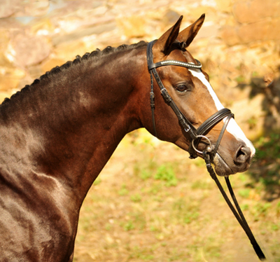 Vencedor von High Motion u.d. Pr.u.StPrSt. Vittoria v. Exclusiv - Trakehner Gestt Hmelschenburg - Foto: Beate Langels - Trakehner Gestt Hmelschenburg