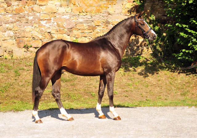 2jhriger Hengst von High Motion u.d. Vittoria v. Exclusiv - im August 2019 - Trakehner Gestt Hmelschenburg - 
Foto: Beate Langels