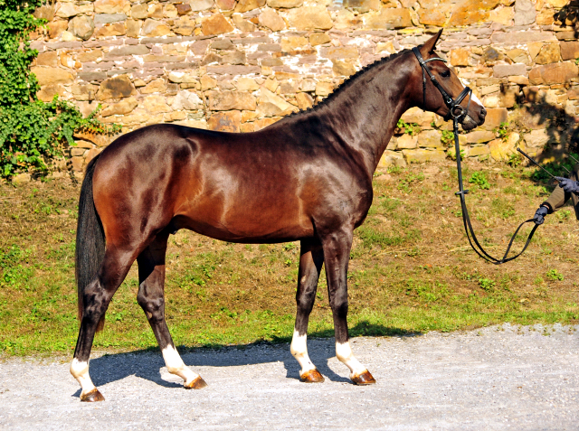 2jhriger Hengst von High Motion u.d. Vittoria v. Exclusiv - im August 2019 - Trakehner Gestt Hmelschenburg - 
Foto: Beate Langels