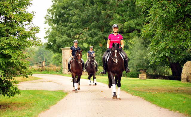 4-jhriger Wallach v. Saint Cyr x Red Patrick xx und Ginger Rogers - Foto: Beate Langels -
Trakehner Gestt Hmelschenburg
