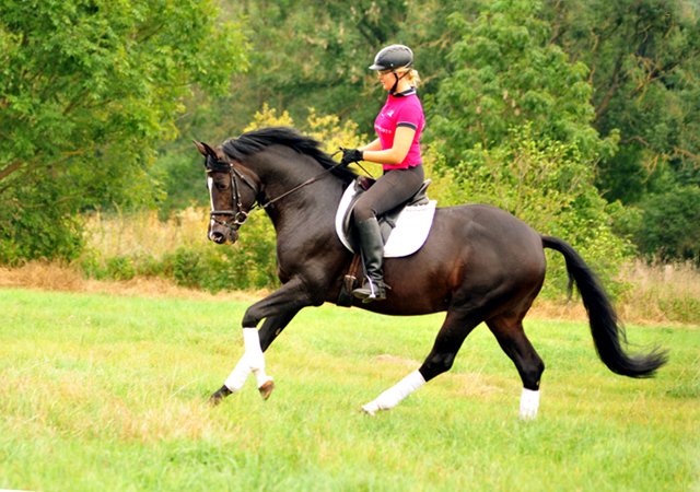 Saint Cyr  - Foto: Beate Langels -
Trakehner Gestt Hmelschenburg