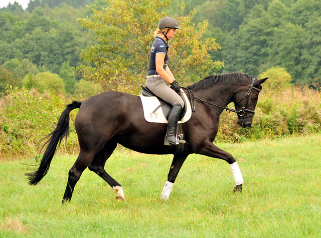 4-jhriger Wallach v. Saint Cyr x Red Patrick xx und Ginger Rogers - Foto: Beate Langels -
Trakehner Gestt Hmelschenburg