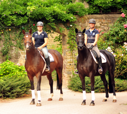 Ginger Rogers, 4-jhriger Wallach v. Saint Cyr x Red Patrick xx und Saint Cyr - Foto: Beate Langels -
Trakehner Gestt Hmelschenburg