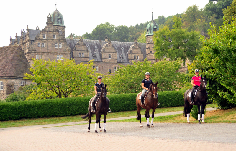 Saint Cyr, 4-jhriger Wallach v. Saint Cyr x Red Patrick xx und Ginger Rogers - Foto: Beate Langels -
Trakehner Gestt Hmelschenburg