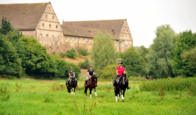 4-jhriger Wallach v. Saint Cyr x Red Patrick xx und Ginger Rogers - Foto: Beate Langels -
Trakehner Gestt Hmelschenburg
