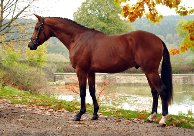 High Motion v.  Saint Cyr v. Kostolany - Foto: Beate Langels - Trakehner Gestt Hmelschenburg