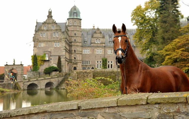 High Motion v.  Saint Cyr und Greenwich Park v. Saint Cyr - Foto: Beate Langels - Trakehner Gestt Hmelschenburg