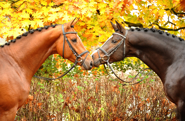 High Motion v.  Saint Cyr v. Kostolany - Foto: Beate Langels - Trakehner Gestt Hmelschenburg