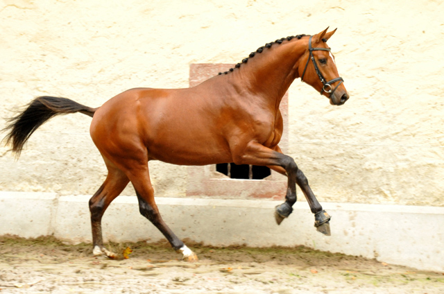 High Motion v.  Saint Cyr v. Kostolany - Foto: Beate Langels - Trakehner Gestt Hmelschenburg