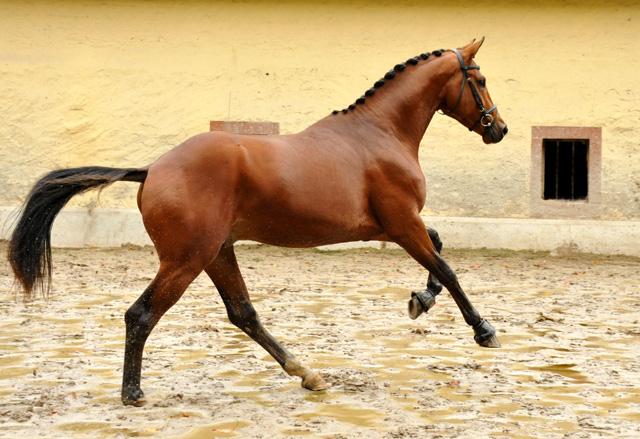High Motion v.  Saint Cyr v. Kostolany - Foto: Beate Langels - Trakehner Gestt Hmelschenburg