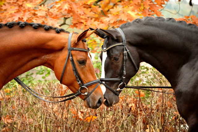 High Motion von Saint Cyr und Greenwich Park von Saint Cyr - Foto: Beate Langels - Trakehner Gestt Hmelschenburg