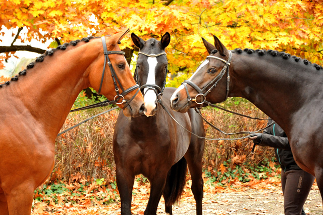 High Motion, Greenwich Park und deren Vater Saint Cyr v. Kostolany - Foto: Beate Langels - Trakehner Gestt Hmelschenburg