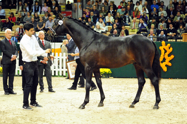 High Five - Trakehner Prmienhengst 2016  von Saint Cyr u.d. Hanna v. Summertime  - Foto: Beate Langels -
Trakehner Gestt Hmelschenburg