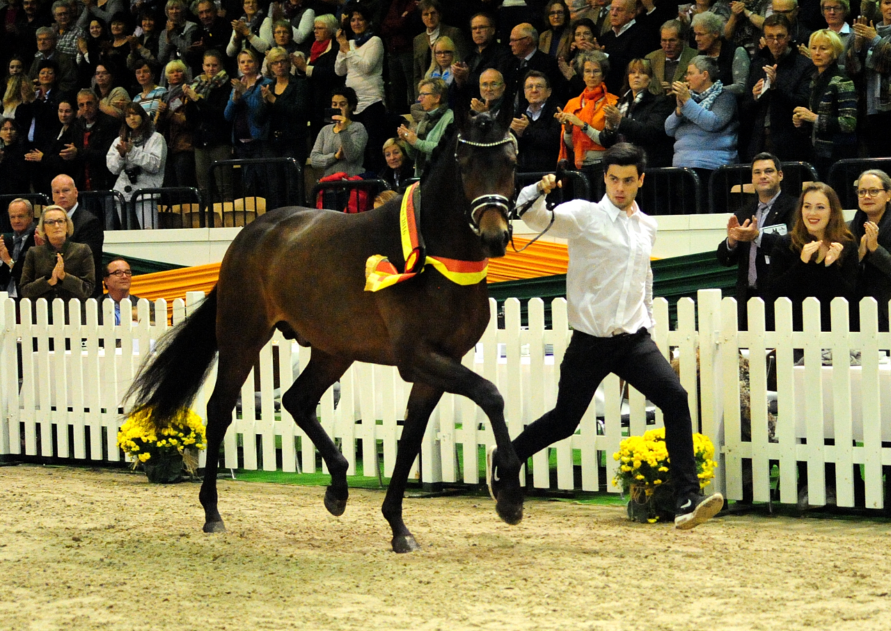 His Moment von Millenium - Le Rouge - Foto: Beate Langels - Trakehner Gestt Hmelschenburg