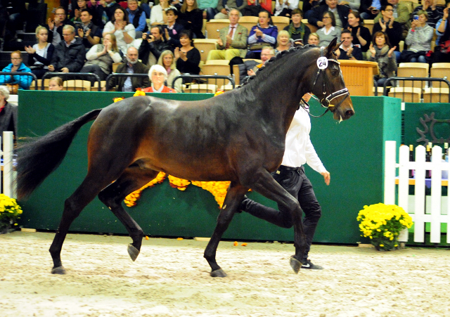 High Five - Trakehner Prmienhengst 2016  von Saint Cyr u.d. Hanna v. Summertime  - Foto: Beate Langels -
Trakehner Gestt Hmelschenburg