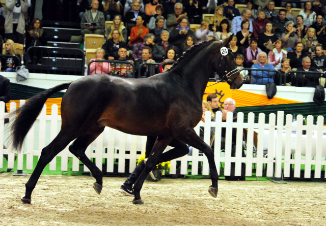 High Five - Trakehner Prmienhengst 2016  von Saint Cyr u.d. Hanna v. Summertime  - Foto: Beate Langels -
Trakehner Gestt Hmelschenburg