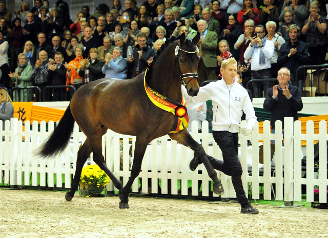 His Moment von Millenium - Le Rouge - Foto: Beate Langels - Trakehner Gestt Hmelschenburg