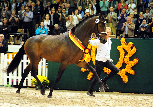 His Moment von Millenium - Le Rouge - Foto: Beate Langels - Trakehner Gestt Hmelschenburg