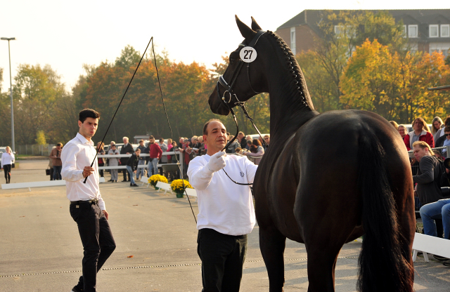 2jhriger Hengst Under and Over von Saint Cyr u.d. Pr.St. Under the moon v. Easy Game - Foto: Beate Langels - Trakehner Gestt Hmelschenburg