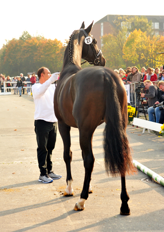 2jhriger Hengst Under and Over von Saint Cyr u.d. Pr.St. Under the moon v. Easy Game - Foto: Beate Langels - Trakehner Gestt Hmelschenburg