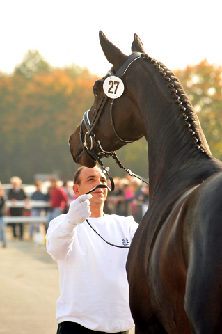 2jhriger Hengst Under and Over von Saint Cyr u.d. Pr.St. Under the moon v. Easy Game - Foto: Beate Langels - Trakehner Gestt Hmelschenburg